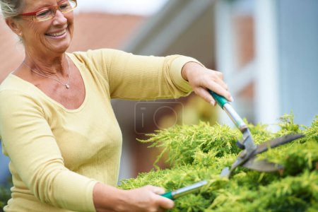 Téléchargez les photos : Femme âgée, heureuse et en plein air avec cisailles dans le jardin par l'aménagement paysager de la nature, de la plante ou de la verdure. Personne âgée, rides et lunettes avec sourire pour outil, garniture et haie à la retraite avec soin. - en image libre de droit