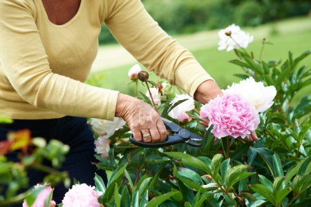 Photo for Senior, woman and shears for pruning of flowers in garden, backyard or outdoors for care, wellness or health. Elderly person, grandmother and retired with tool in nature, plants or peonies for peace. - Royalty Free Image