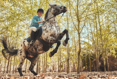 Téléchargez les photos : Cheval avec femme, équitation en forêt et pratique du saut pour la compétition, la course ou le dressage avec des arbres dans la nature. Sport équestre, jockey ou cavalier sur animal dans les bois pour l'aventure, l'entraînement et les soins - en image libre de droit