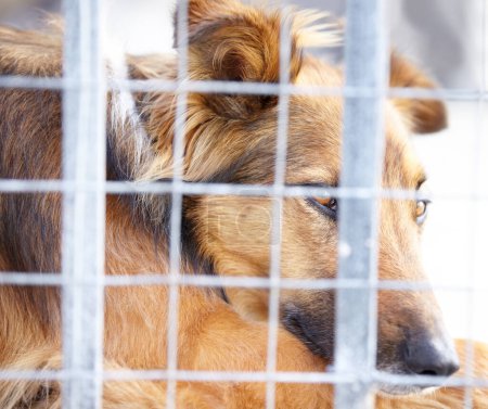 Téléchargez les photos : Abri pour animaux, cage et chien triste dans un sanctuaire en attente d'adoption, d'accueil et de sauvetage. Animaux de compagnie, sans-abri et gros plan de canin malheureux, berger allemand ou chiot dans la charité, le bien-être et ngo chenil. - en image libre de droit