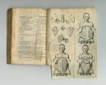 Photo for Antique medical book, biology and illustration anatomy sketch, human body drawing or medicine study research. Latin language, vintage journal and skeleton bones diagram for healthcare education info. - Royalty Free Image