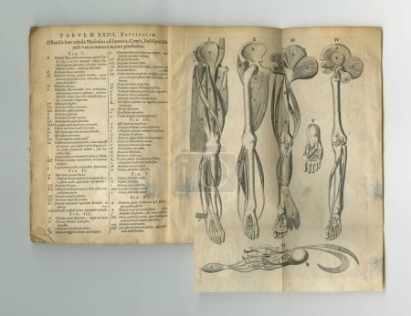 Photo for Old book, vintage and anatomy of skeleton, human body parts or latin literature, manuscript or ancient scripture against a studio background. History novel, journal or illustration for study of bones. - Royalty Free Image