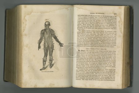 Photo for Old book, vintage and anatomy of human body in literature, manuscript or ancient scripture against a studio background. History novel, journal or figure for the study of muscle, medicine or organs. - Royalty Free Image