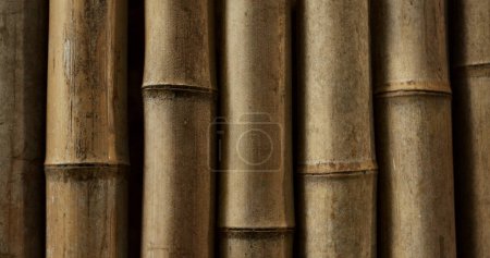 Photo for Closeup, nature and bamboo in an environment in Japan for ecology, natural textures and culture. Tree, pattern and color from foliage, forest landscape and the woods in a Japanese garden for botany. - Royalty Free Image