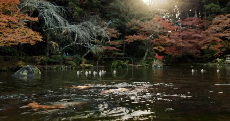 Téléchargez les photos : Etang Koi, arbres et nature avec paysage et environnement, canards et poissons avec soleil et parc au Japon. Jardin, Terre avec fond de lac ou d'eau, emplacement ou destination de voyage et de tourisme. - en image libre de droit