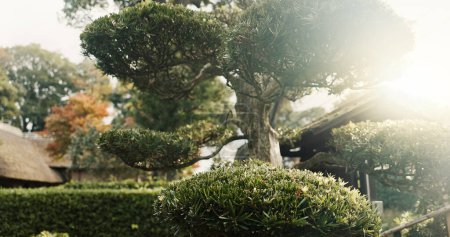 Photo for Trees, nature and sunshine, landscape and environment with park in Japan, green and lens flare. Garden, Earth and landscaping, natural background for travel and tourism with location or destination. - Royalty Free Image