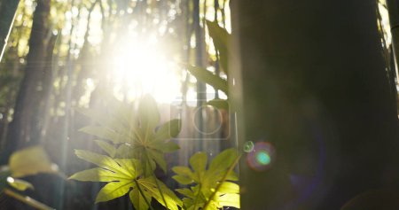 Téléchargez les photos : Forêt, arbres et paysage avec soleil, éclat de lentille et croissance pour les feuilles, les plantes et la nature au printemps. Forêt tropicale humide, bois et lever de soleil avec durabilité, écologie et environnement au Brésil. - en image libre de droit