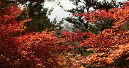 Foto de Árboles, hojas y otoño con parque o jardín, naturaleza y paisaje rojo con ambiente exterior. Bosque, bosques y estación con vista panorámica, follaje y plantas con viajes, fondo y tierra. - Imagen libre de derechos