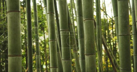 Téléchargez les photos : Bambou, forêt et plantes dans un environnement durable, paysage naturel et roseaux en plein air. Calmant, feuillage japonais et écosystème dans la jungle ou les bois, paisible et Voyage en vacances à Kyoto. - en image libre de droit