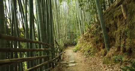 Foto de Bambú, puente y árboles en medio ambiente sostenible, paisaje natural y sendero al aire libre. Trekking, follaje japonés y ecosistema en la selva o bosques, tranquilo y viajar de vacaciones a Kyoto. - Imagen libre de derechos