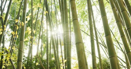 Téléchargez les photos : Bambou, écologie et plantes dans un environnement durable, paysage naturel et forêt de roseaux en plein air. Arbres, Japon feuillage et écosystème dans la jungle ou les bois, paisible et Voyage en vacances à Kyoto. - en image libre de droit
