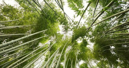 Téléchargez les photos : Bambou, jungle et arbres dans un environnement durable, paysage naturel et forêt de roseaux en plein air. Nature, feuillage japonais et écosystème en angle bas ou bois, paisible et voyage en vacances à Kyoto. - en image libre de droit