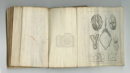Photo for Medical, drawing and book of anatomy on paper in antique, vintage or old science textbook with knowledge. Archive, illustration and diagram on parchment with information and study of organ or muscle. - Royalty Free Image