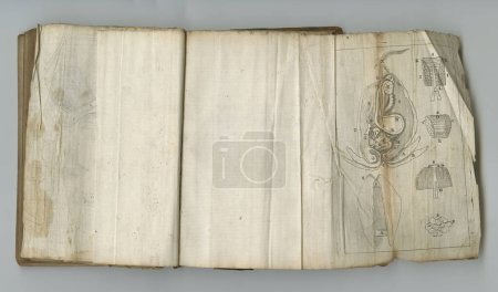 Photo for Anatomy, book and medical drawing on paper in antique, vintage or old science textbook with knowledge. Archive, illustration and surgery diagram on parchment with notes, information or study of organ. - Royalty Free Image