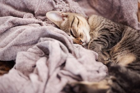 Foto de Manta, dormir y gatito en casa para descansar, relajante y tranquilo para mascotas lindas, adorables e inocentes. Cuidado de animales, mascotas y primer plano de gato joven en edredón para la siesta, el sueño y cómodo en casa. - Imagen libre de derechos
