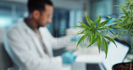 Photo for Cannabis, scientist and research in laboratory on laptop, marijuana healthcare and cbd oil in vial for homeopathy. Hemp, pc and natural plant medicine in clinical trial and biotechnology innovation. - Royalty Free Image
