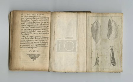 Photo for Medical, anatomy and drawing in book on paper in antique, vintage or old science textbook with knowledge. Archive, illustration and diagram on parchment with notes, information and study of organ. - Royalty Free Image