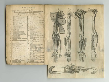 Photo for Old book, vintage and anatomy of bones, human body parts or latin literature, manuscript or ancient scripture against a studio background. History novel, journal or education of skeleton study. - Royalty Free Image