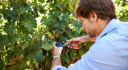 Photo for Winemaker, man and pruning shears for grapes in vineyard with harvest season, growth and agriculture on farm. Wine making, entrepreneur and scissor for viticulture, produce and production of fruit. - Royalty Free Image