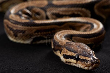 Nahaufnahme, Schlange und Schuppen mit Python auf schwarzem Hintergrund für Tropen, Tierwelt und Naturschutz. Attrappe, Schlange und Reptil für ökologisches Bewusstsein, Umweltschutz und exotische Haustierpflege.