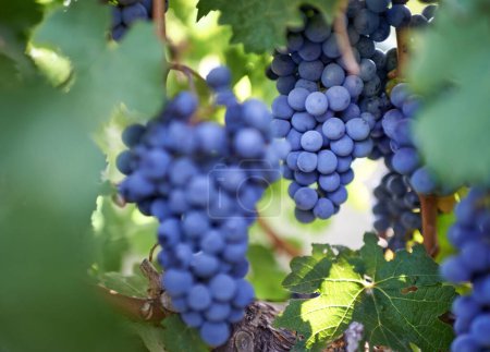 Foto de Viñedo, agricultura y primer plano de las uvas en la naturaleza para la cosecha, el vino y la sostenibilidad en Italia. Campo, ecológico y fruta con hojas en el campo para el crecimiento, la producción y la agricultura. - Imagen libre de derechos