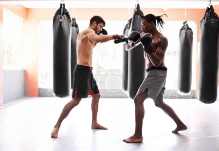 Téléchargez les photos : Les hommes, la boxe et la compétition avec des gants pour l'entraînement au combat dans la salle de gym ou défi d'endurance, adversaires ou la pratique. Hommes, professionnels et l'exercice pour le muscle ou l'entraînement, la force ou la performance. - en image libre de droit