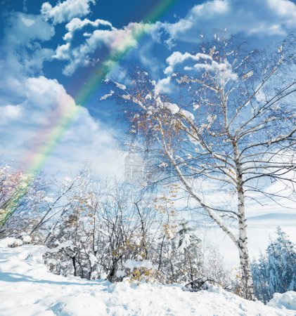 Téléchargez les photos : Hiver, paysage et arc-en-ciel en forêt avec neige sur les arbres dans la campagne, l'environnement ou les bois. Soleil, nuages ou paix dans la nature avec des couleurs dans le ciel comme le ciel, magie sur terre avec de la glace sur les plantes. - en image libre de droit