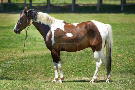 Foto de Caballo, granja y yegua en pasto con saludable desarrollo de animales para agricultura o equitación en Texas. Mustang, pony y pura sangre mascota en verano, campo de césped en el rancho y caminar en la tierra en la naturaleza. - Imagen libre de derechos