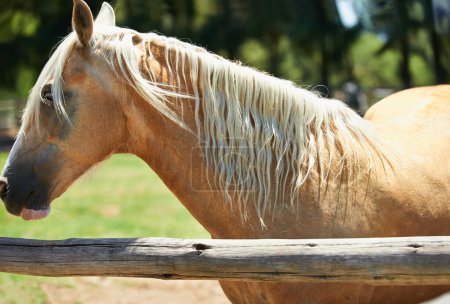 Téléchargez les photos : Cheval, ferme et jument à la clôture en été avec un développement sain des animaux pour l'agriculture ou l'équitation. Mustang, poney et pur-sang animal de compagnie sur le terrain au ranch et se détendre en plein air dans la nature Texas. - en image libre de droit