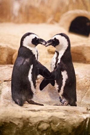 Animal, penguin and kissing at sea rocks for bonding with touch, together and affection at beach in New Zealand. Nature, boulders and marine with tap for love to socialize at aquarium and friendship.