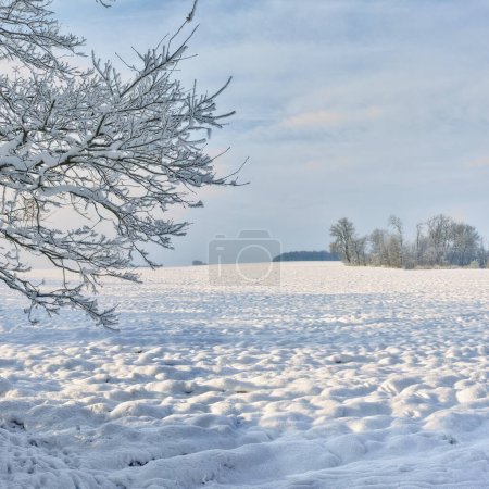 Foto de Árboles, cielo y nieve en invierno con paisaje de naturaleza, ambiente y clima frío al aire libre. Terreno helado, antecedentes naturales con viajes o turismo, hielo con ubicación o destino congelado en Alaska. - Imagen libre de derechos