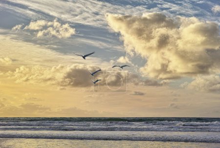 Photo for Beach, ocean and birds with blue sky, clouds and water on shoreline with sunshine. Waves, sunrise and dawn in seaside San Diego, coastal migration or moving of animals and horizon outdoors in nature. - Royalty Free Image