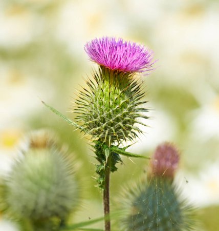 Thistle, flower closeup and nature outdoor with environment, Spring and natural background. Ecology, landscape or wallpaper with plant in garden or park, growth and green with blossom for botany.