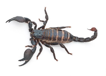 Photo for Scorpion, predator and dangerous insect with stinger, tail or venom on a white studio background. Closeup of creepy wildlife creature, animal or killer with pinchers of venomous bug on mockup space. - Royalty Free Image