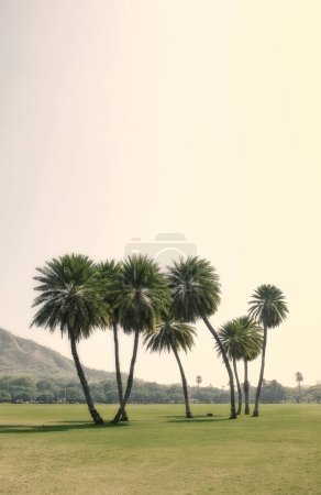 Photo for Forest, summer and trees with environment, grass and nature with beauty and eco friendly. Landscape, tropical island and outdoor with woods and bushes with growth and agriculture with ecology and sky. - Royalty Free Image