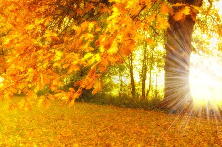 Photo for Lens flare, forest and trees with sunshine, environment and eco friendly with growth or plants. Empty, autumn or fresh air with grass or natural with woods or countryside with ecology or landscape. - Royalty Free Image