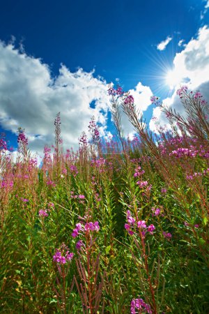 Growth, field and meadow with flowers, agro farming and plants for sustainable environment in nature. Background, willow herb and low angle of countryside crops, sky and natural pasture for ecology.