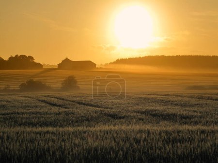 Photo for Landscape, sunset and environment with wheat field, sky and nature for travel in countryside. Plant, grain and crops with horizon for natural background, sun and agriculture for sustainability. - Royalty Free Image