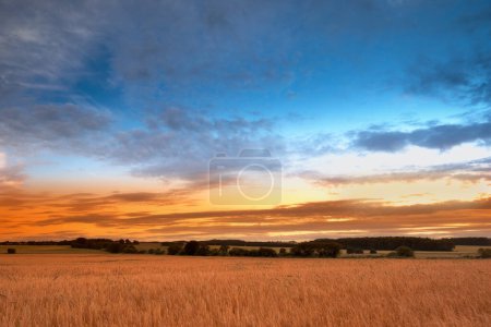 Photo for Land, grass and wheat growth for farming, agriculture and sustainability in countryside or environment with sunset. Empty field with clouds in sky and plants for rice or cereal production in nature. - Royalty Free Image