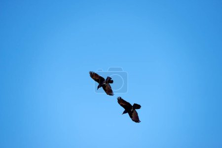 Photo for Flight, freedom and crows on blue sky together, animals in migration and travel in air. Nature, wings and flock of birds flying in formation with journey, tropical summer and wildlife with feathers. - Royalty Free Image