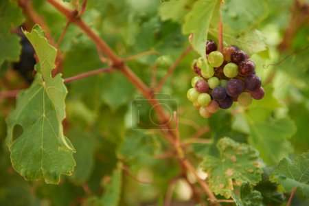Téléchargez les photos : Raisins, feuilles et vignobles pour l'agriculture, l'industrie viticole et durable à la ferme en Afrique du Sud. Fruits, plantes et biologiques pour l'environnement, la cave et la production pour la durabilité et l'environnement. - en image libre de droit