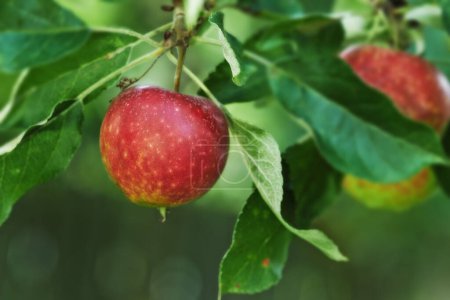 Photo for Red apples, orchard and plant for agriculture, summer season and garden for countryside tree and farm. Fruit, nature and leaf in outdoor, environment and nutrition for healthy diet in organic harvest. - Royalty Free Image