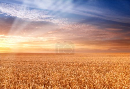 Photo for Landscape, agriculture and environment with wheat field, sky and nature for travel in countryside. Plant, grain and crops with horizon for natural background, sun and farming land for sustainability. - Royalty Free Image