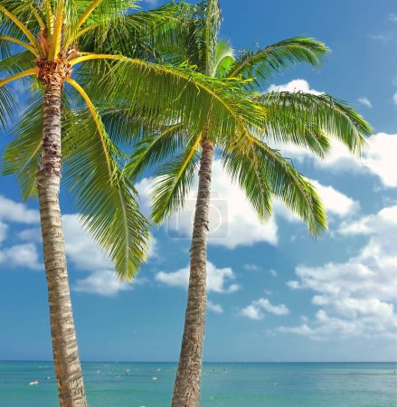 Téléchargez les photos : Palmier, plage et vacances tropicales pour l'aventure aux Maldives ou en été, en vacances ou en plein air. Plantes, environnement et océan voyageant avec la lumière du soleil pour l'île paradisiaque ou la natation, station ou pause. - en image libre de droit