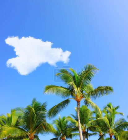 Téléchargez les photos : Palmier, tropical et vacances ou île paradisiaque pour l'aventure aux Maldives ou en été, en vacances ou en plein air. Plantes, environnement et voyage avec la lumière du soleil pour les vacances, la forêt ou l'agriculture. - en image libre de droit