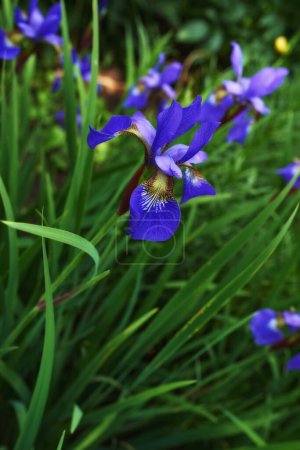 Téléchargez les photos : Nature, iris printanier et violet dans le champ avec paysage naturel, fleur du matin calme et zen floral. Croissance, paix et floriculture avec jardin verdoyant, campagne et environnement durable - en image libre de droit