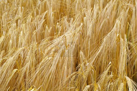 Photo for Wheat, farm and plants closeup in field with leaves or growth of grain for production of agriculture. Sustainable, farming and crop of organic food, grass and outdoor in summer, nature or pasture. - Royalty Free Image