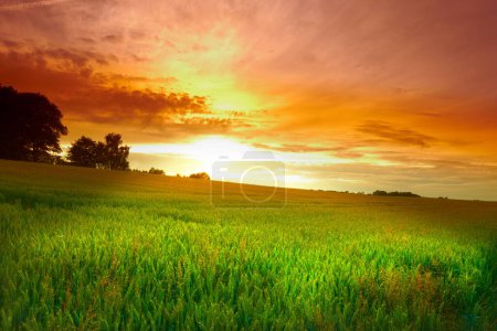 Photo for Nature, clouds and field on a sunset background for environment, weather and season with mockup space. Green landscape of a park, meadow and grass or lawn for peace, zen and outdoor in orange light. - Royalty Free Image