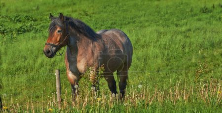 Photo for Horse, grass field and countryside for nature relax outdoor in environment for land, sustainability or animal. Stallion, pet and grazing for healthy nutrition in Texas for agriculture, farm or ranch. - Royalty Free Image