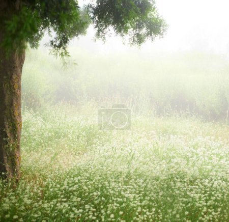 Photo for Grass, trees and forest with rain, peace and freedom in nature, tranquility or break outdoor. Jungle, storm and fog for travel, explore or earth day, sustainability and serenity or eco discovery. - Royalty Free Image